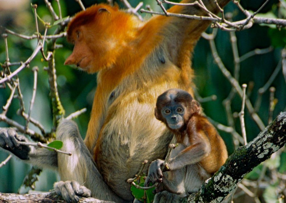 Proboscis Monkey