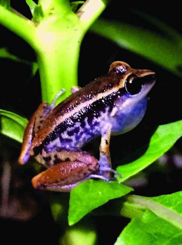 Secure Globally Important Shark Corridor in Costa Rica Rainforest Trust