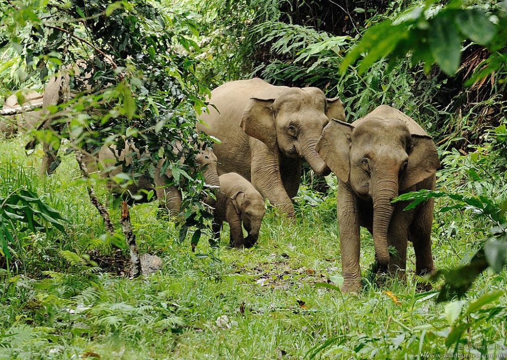 Pygmy Elephants