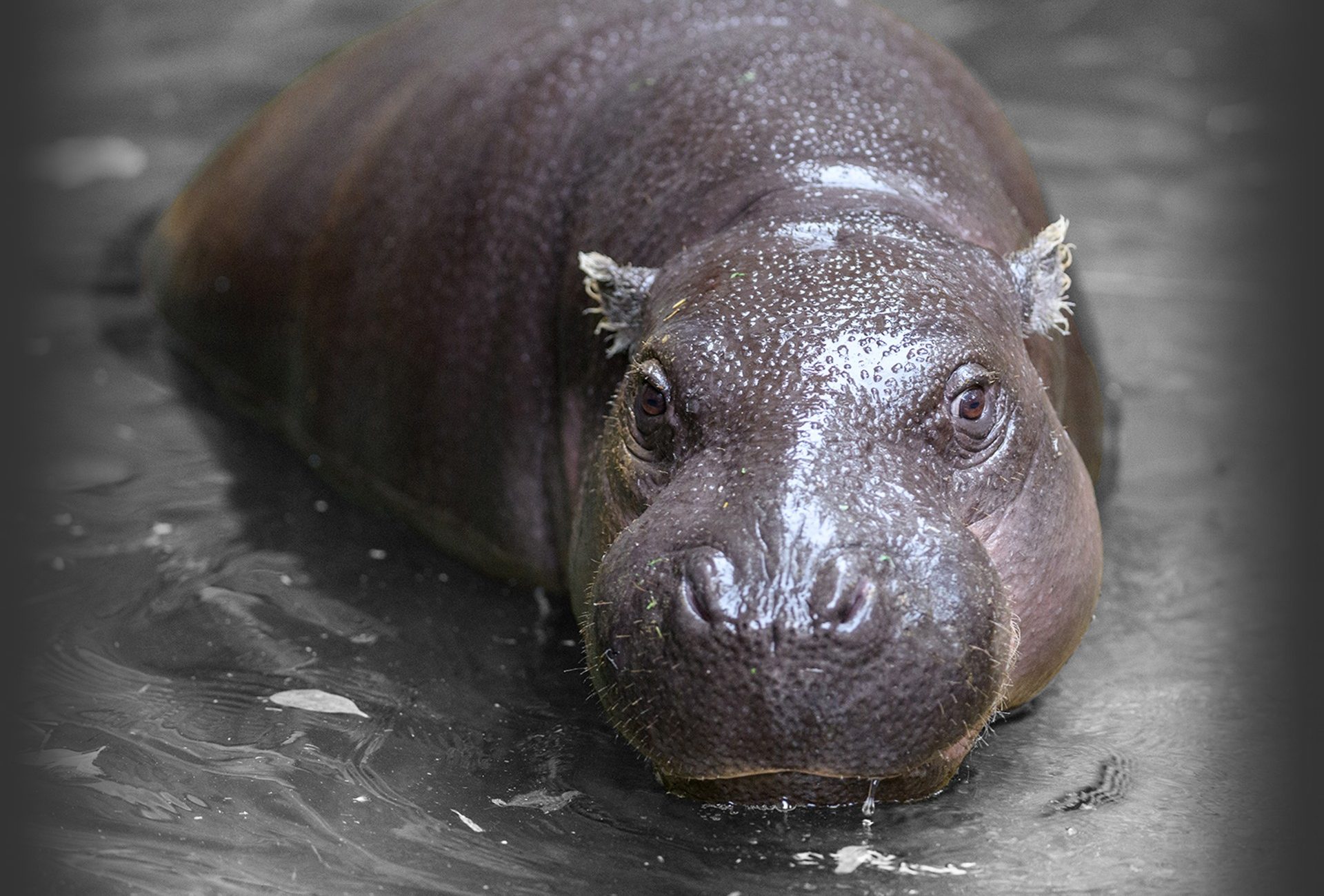 Pygmy Hippo