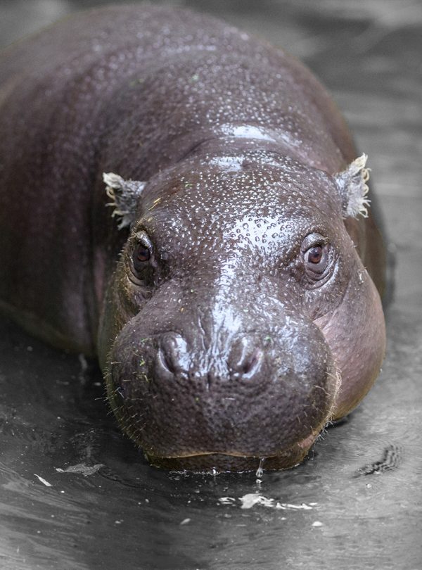 Pygmy Hippo