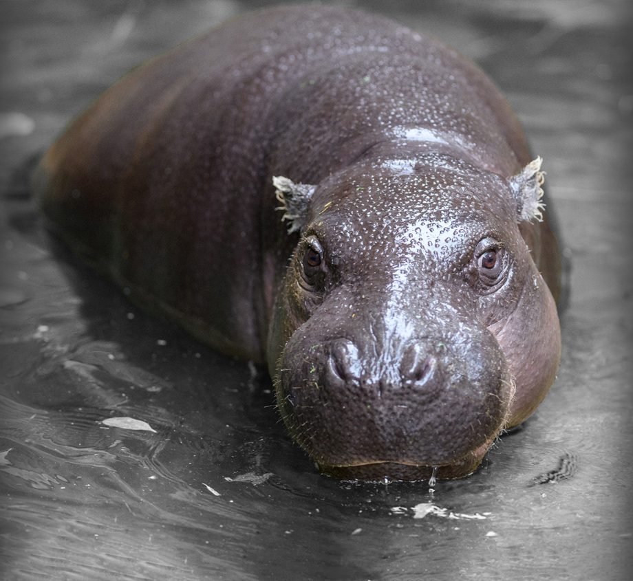 Pygmy Hippo