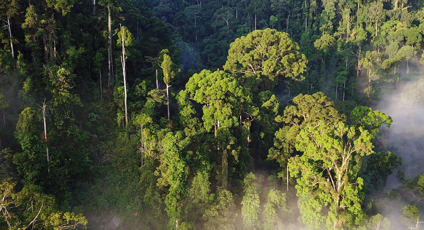 Rainforest from an aerial view.