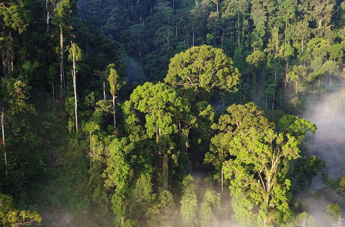 Rainforest from an aerial view.