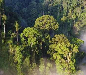 Rainforest from an aerial view.