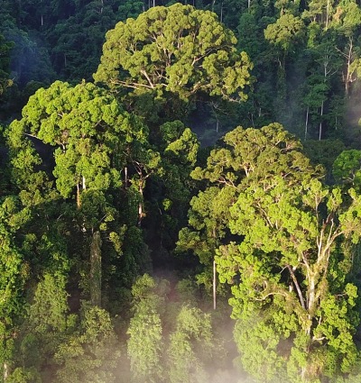 Rainforest from an aerial view.