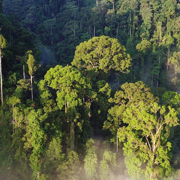 Rainforest from an aerial view.