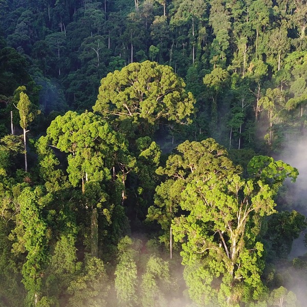 Rainforest from an aerial view.