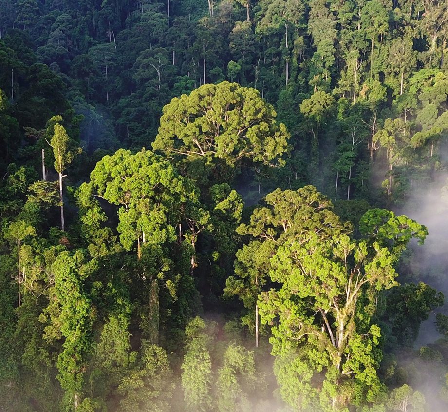 Rainforest from an aerial view.