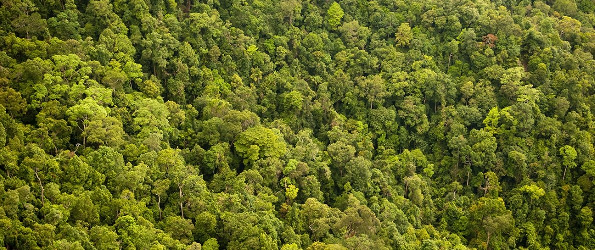 Rainforest Aerial