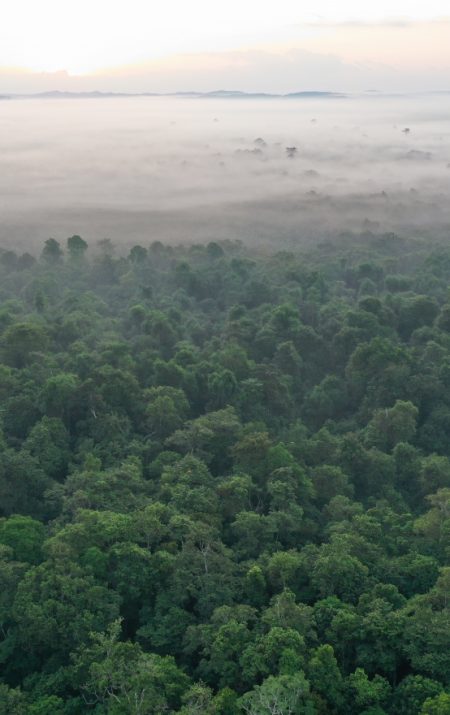 Rainforest Landscape