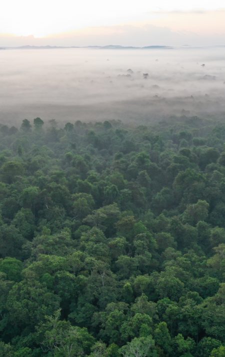 Rainforest Landscape