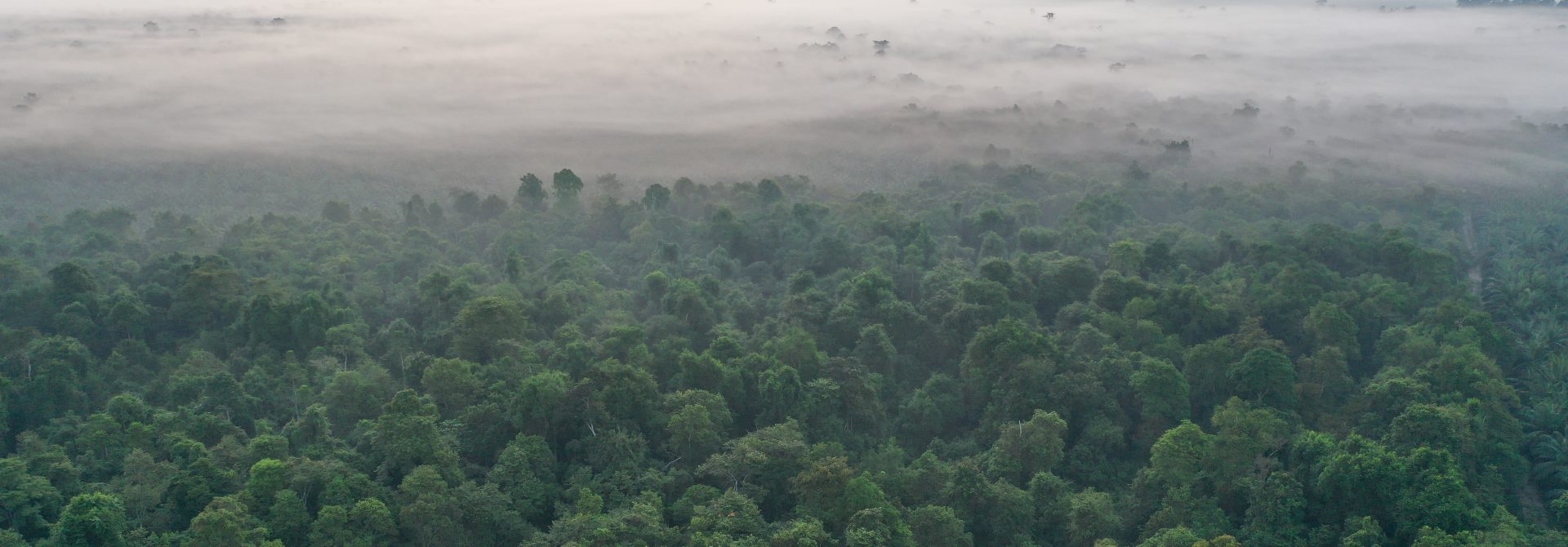 Rainforest