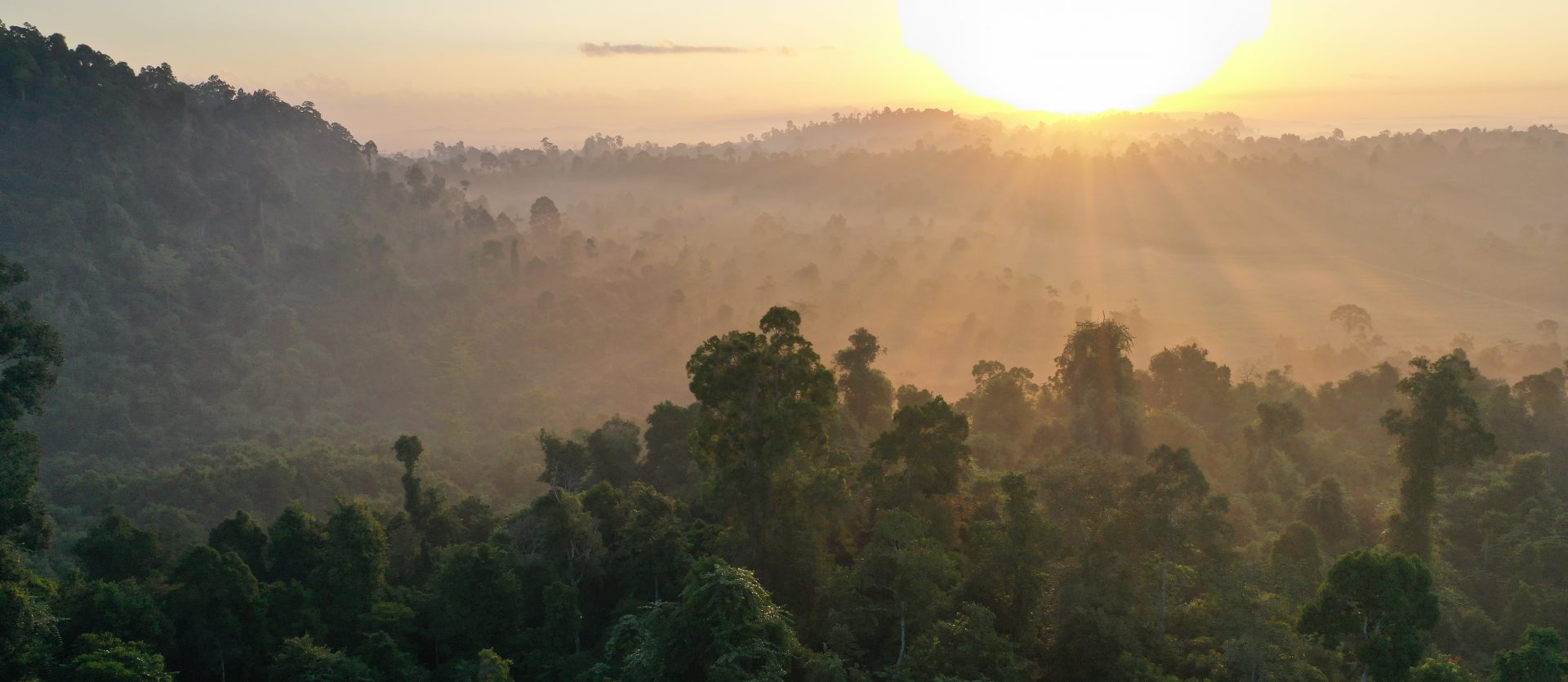 Rainforest Landscape