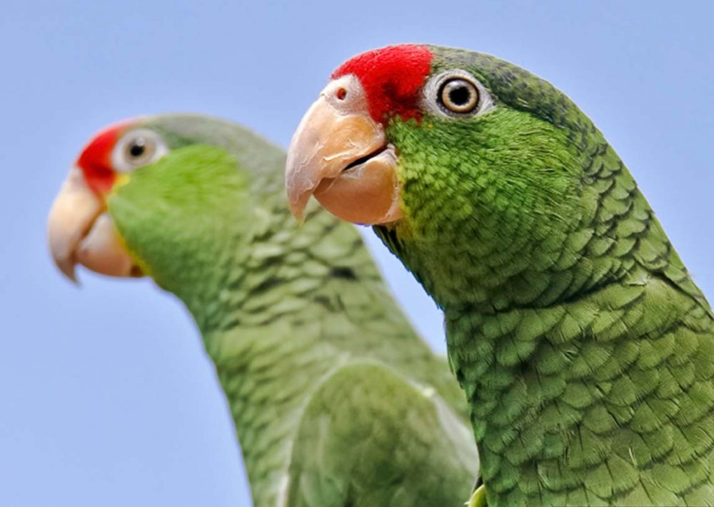 Red-crowned Amazon