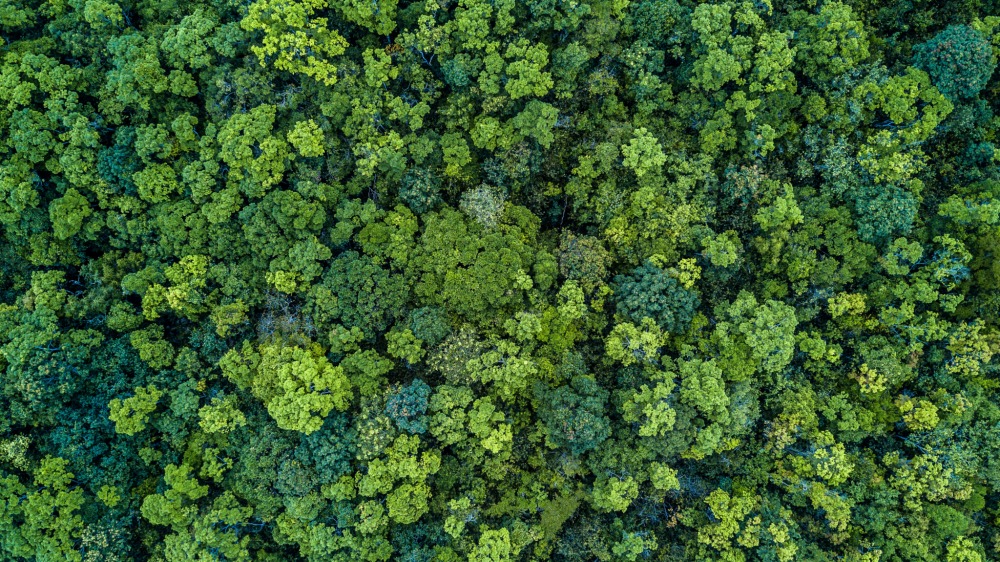 Reduce Reuse, a green forest from above