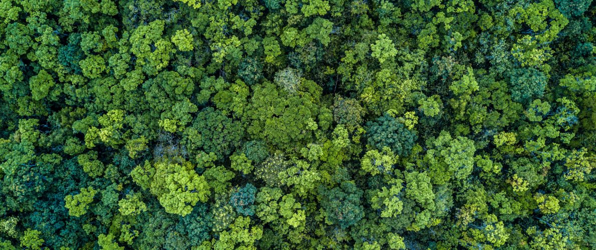 Reduce Reuse, a green forest from above