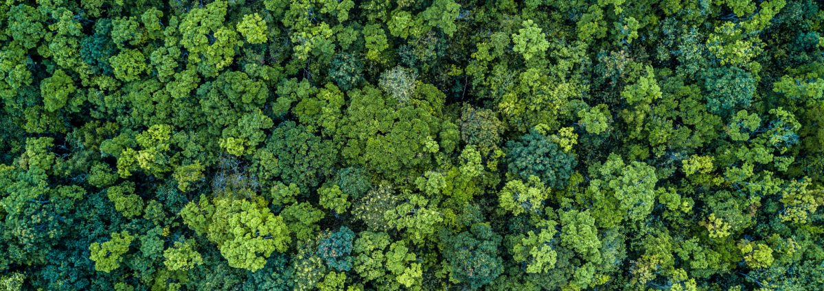 Reduce Reuse, a green forest from above