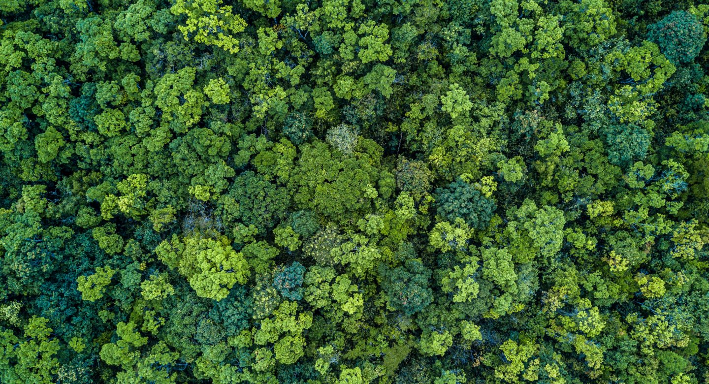 Reduce Reuse, a green forest from above