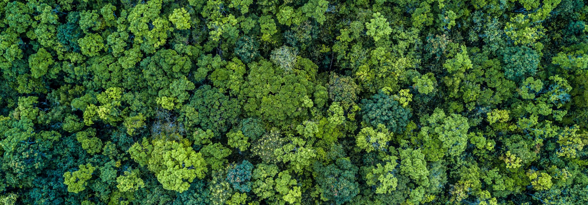 Reduce Reuse, a green forest from above