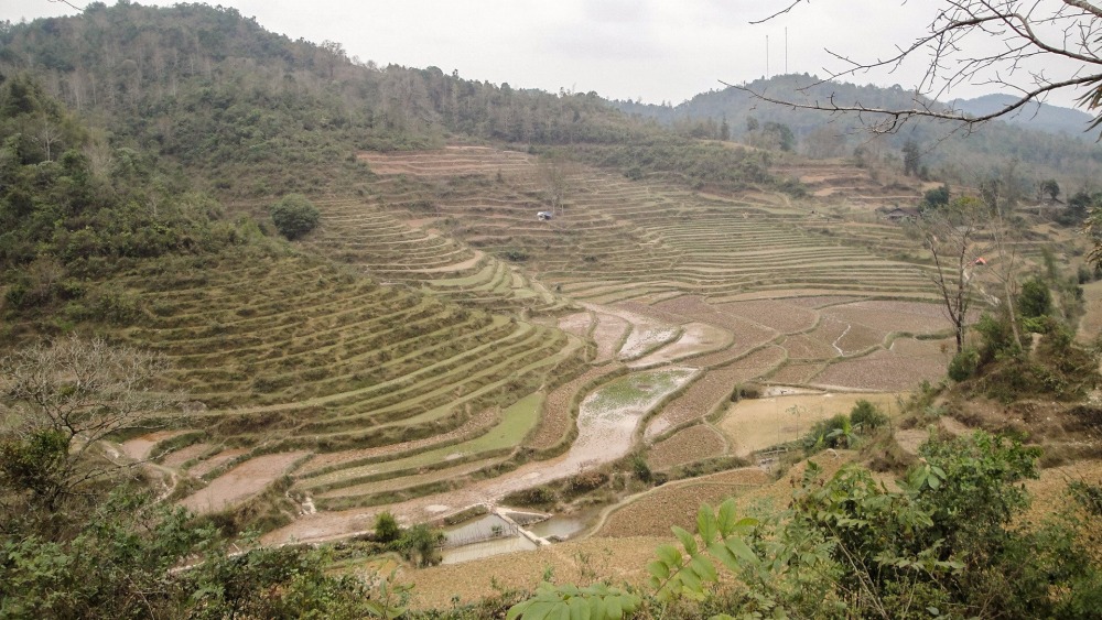 Agricultural development in rainforest.