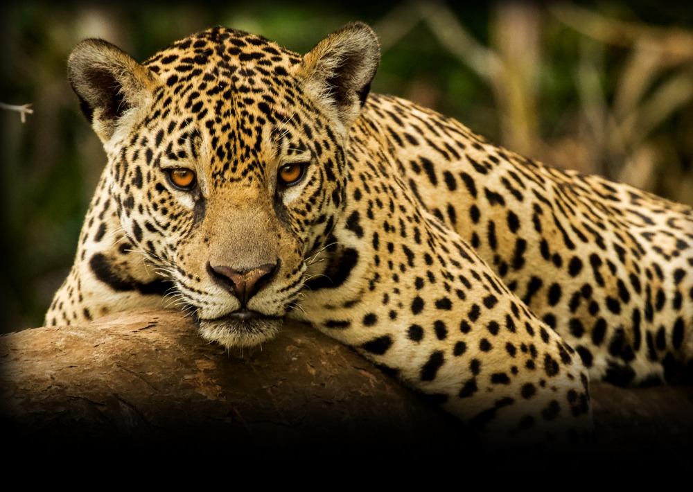 Jaguar in Brazilian rainforest