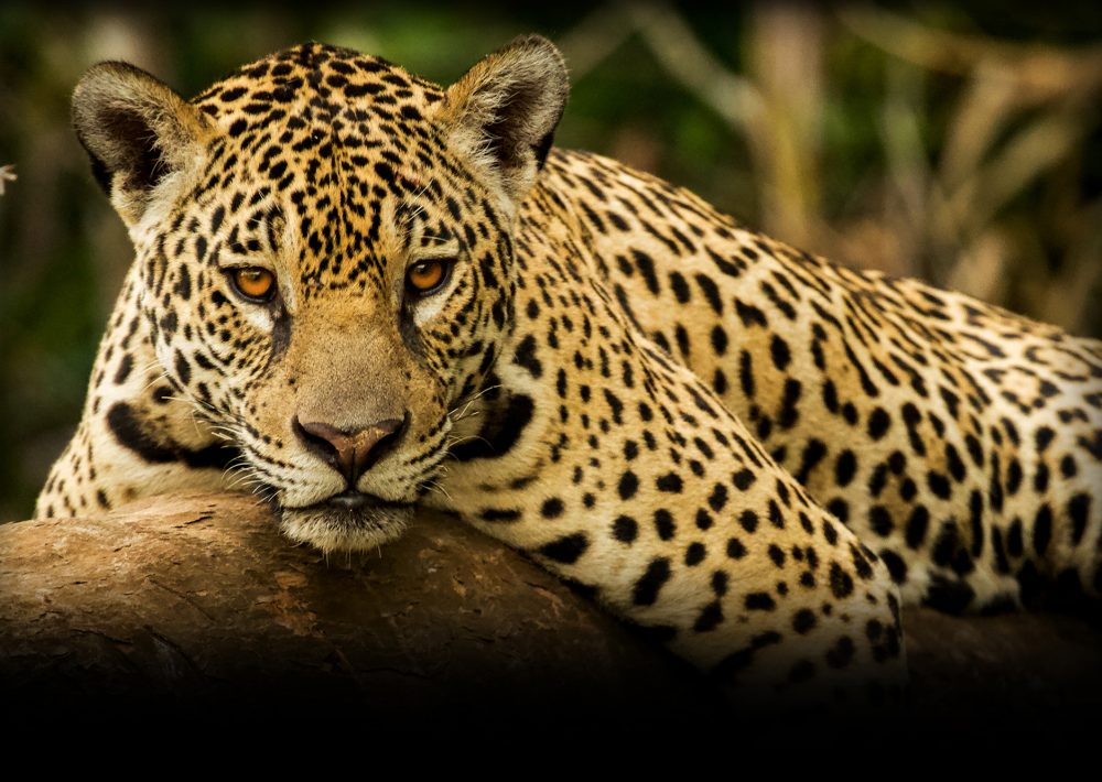 Jaguar in Brazilian rainforest