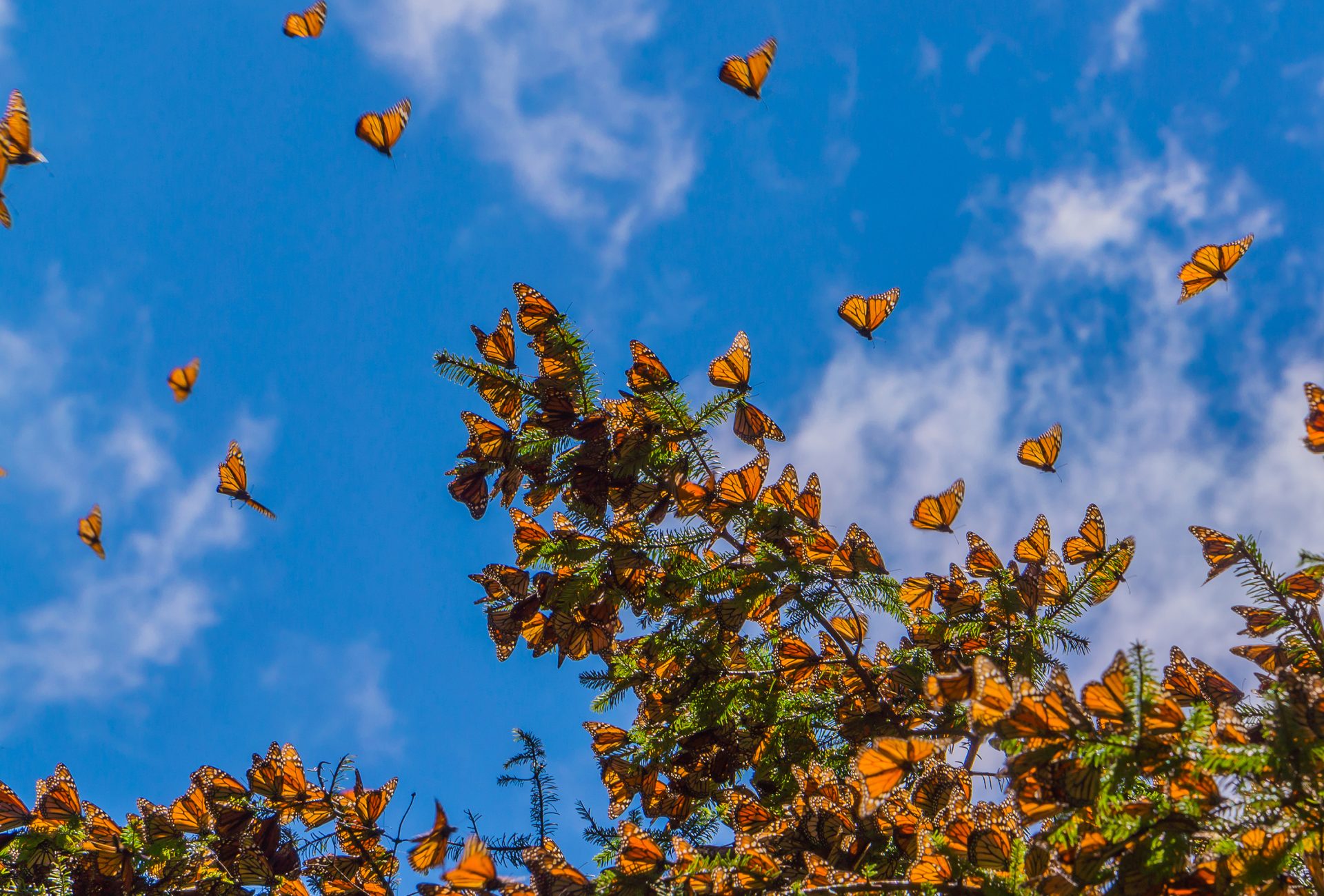 Monarch Butterflies on tree branch in blue sky background, Michoacan, Mexico