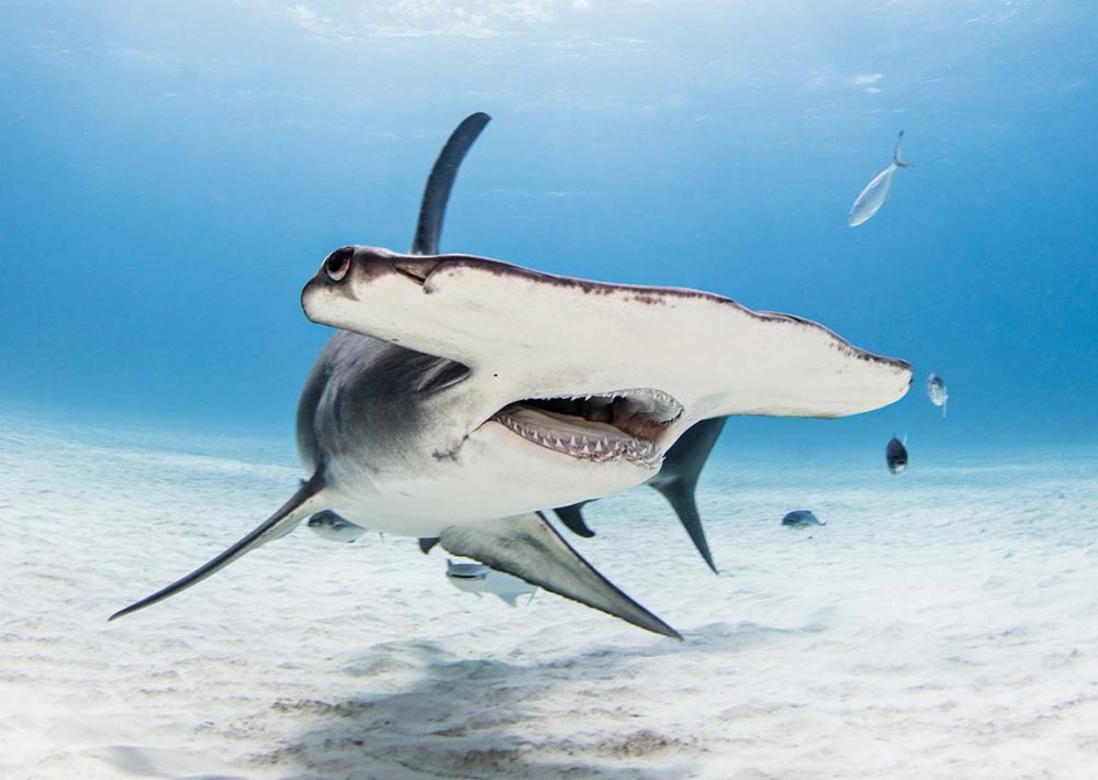 Scalloped Hammerhead