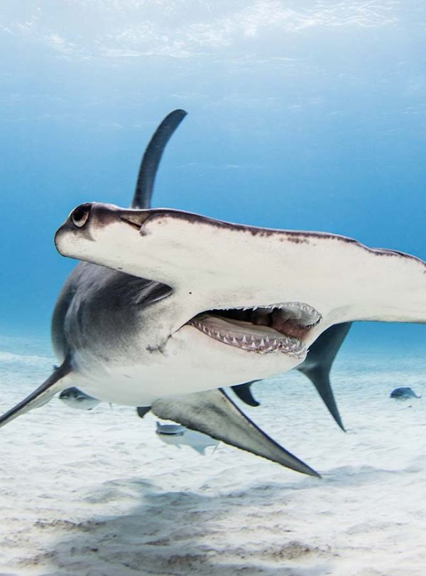 Scalloped Hammerhead