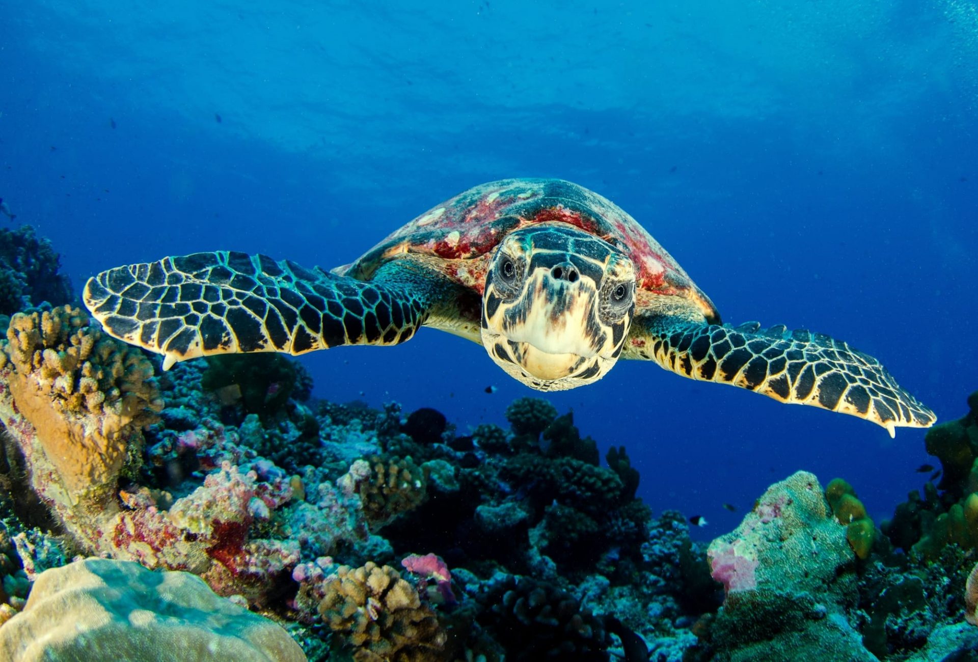 Sea Turtle