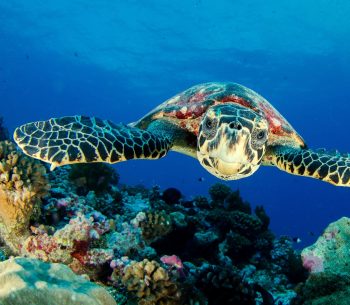 Sea Turtle