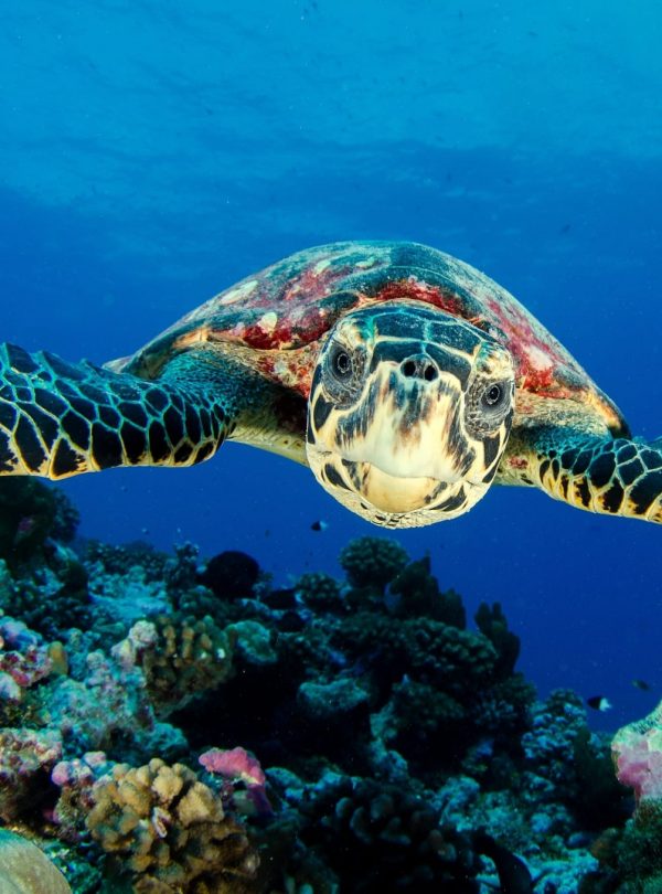 Sea Turtle