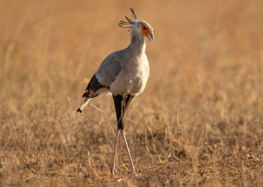 Secretarybird