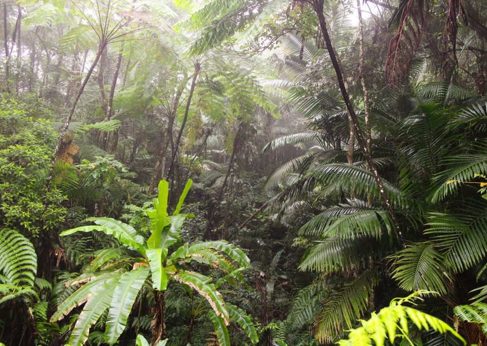 Sierra Palm Forest in Puerto Rico