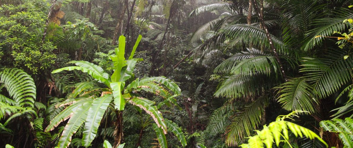 Sierra Palm Forest in Puerto Rico