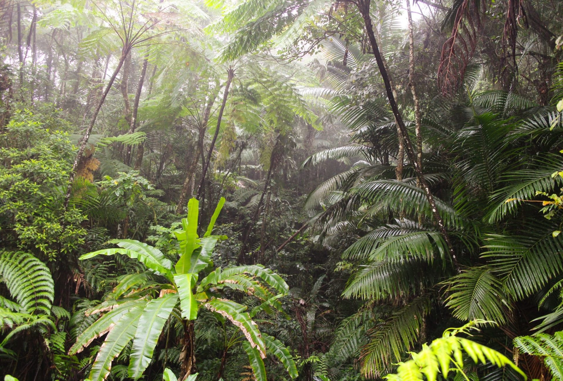 Sierra Palm Forest in Puerto Rico