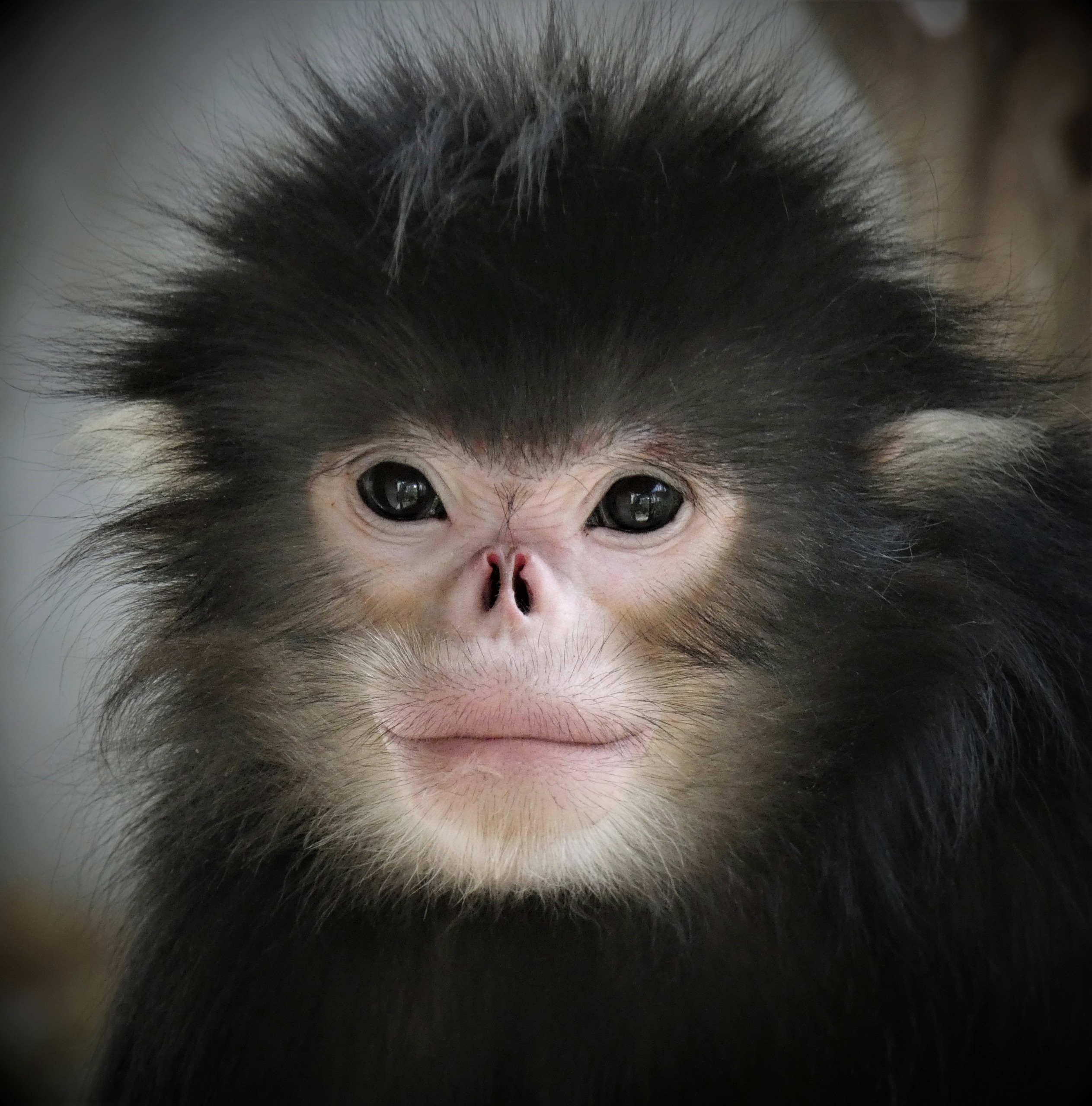 Saving the Yunnan Golden Monkey