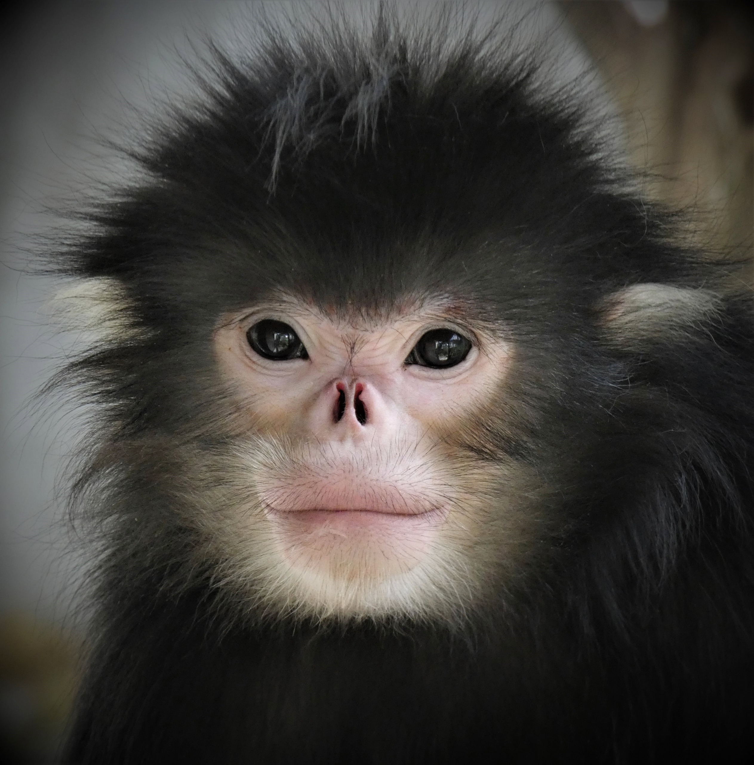 The sneezing monkey with an upturned face, and other other weird species, Endangered species