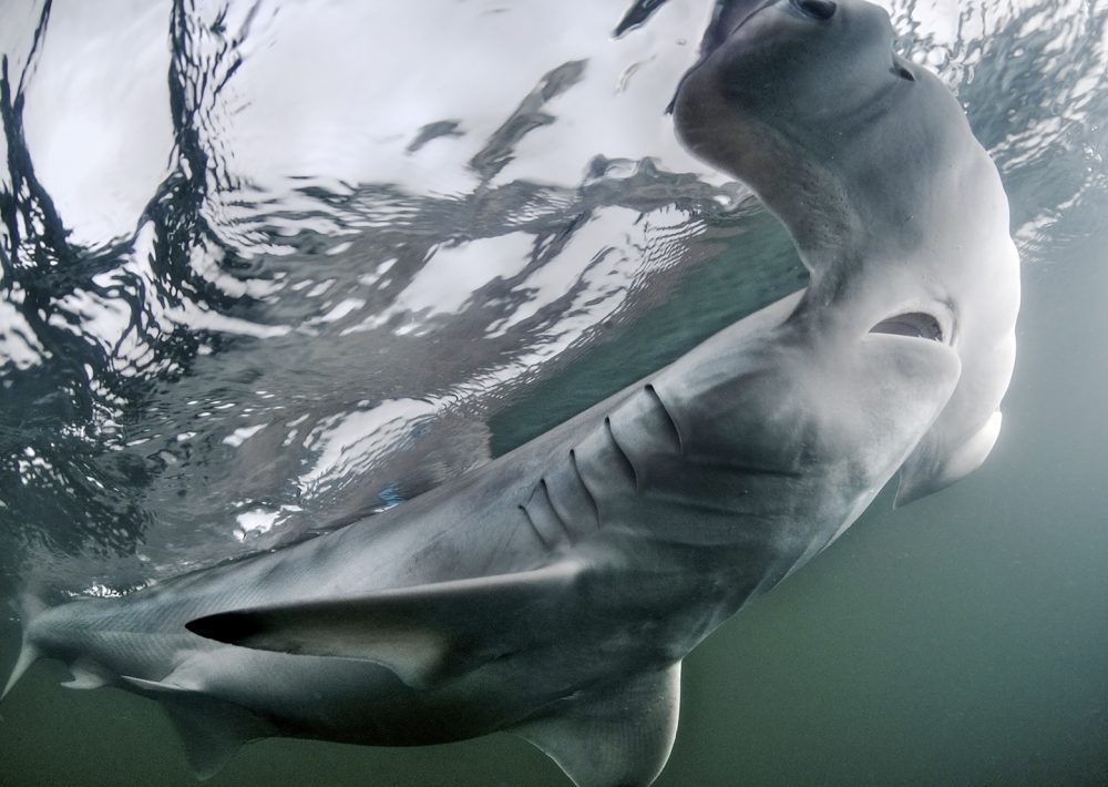 Hammerhead shark close up