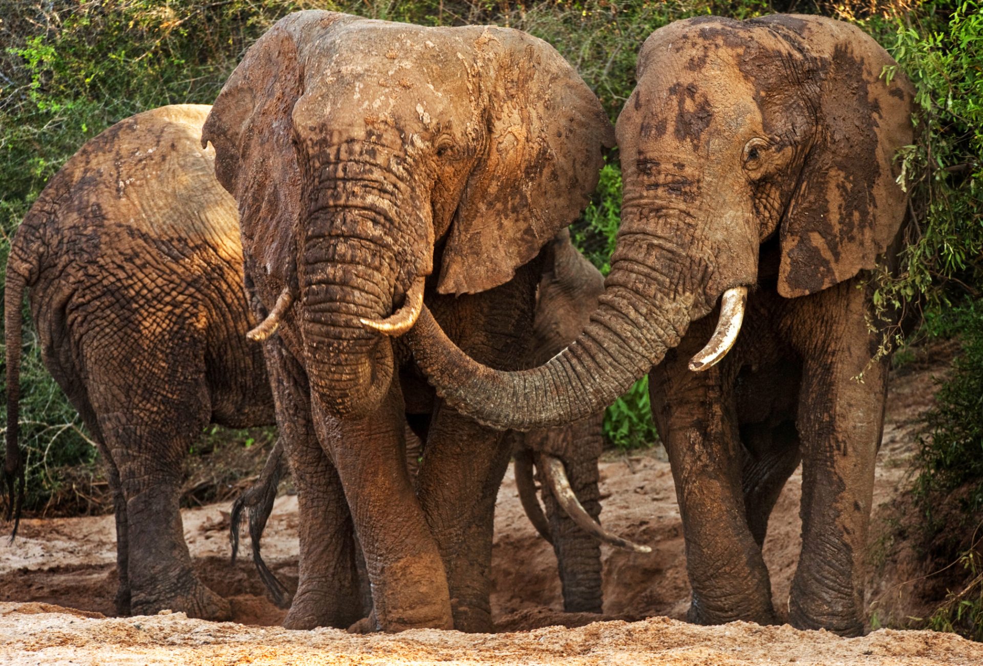 Elephants drinking from wells