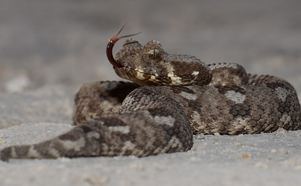 Albany Adder