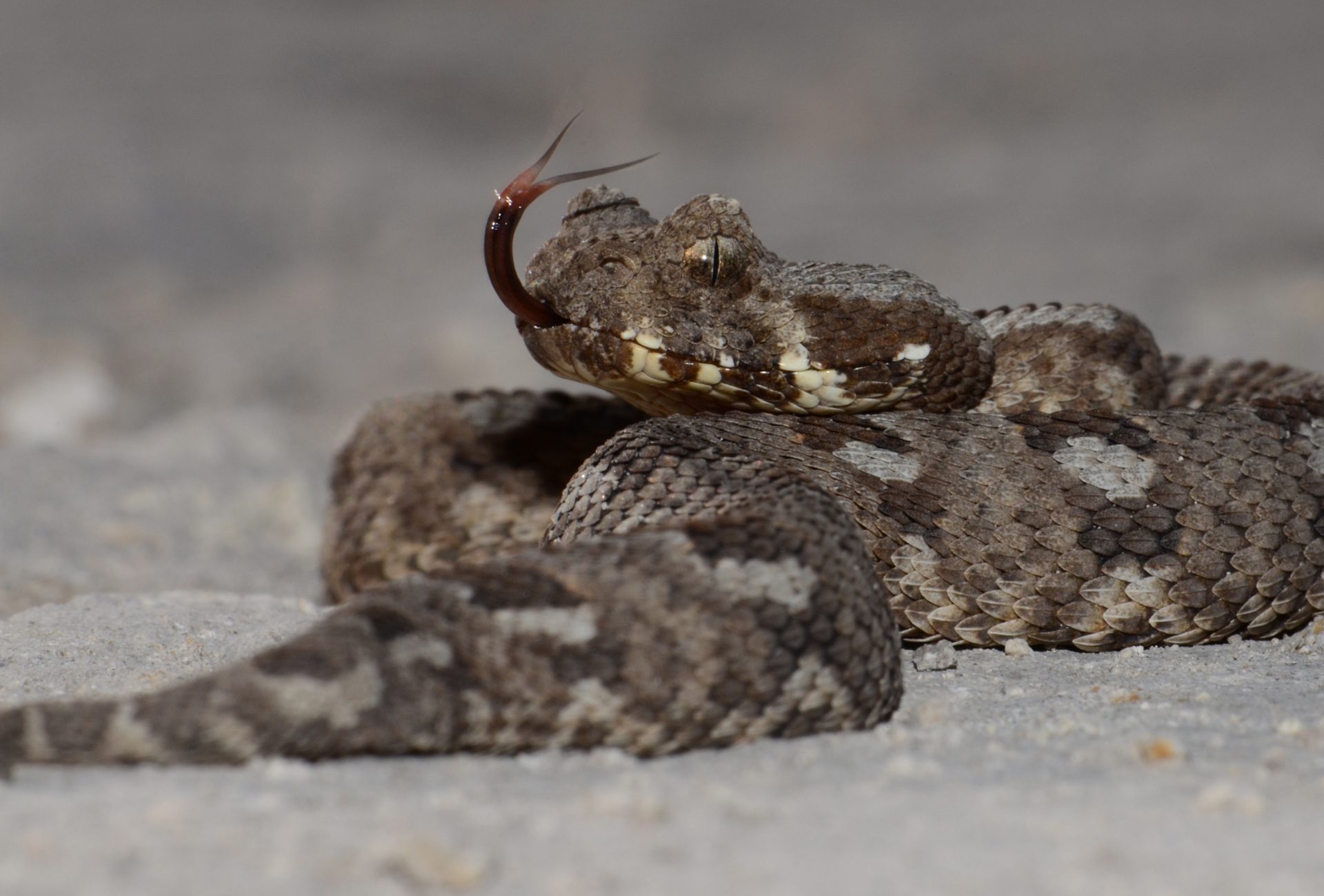 Albany Adder