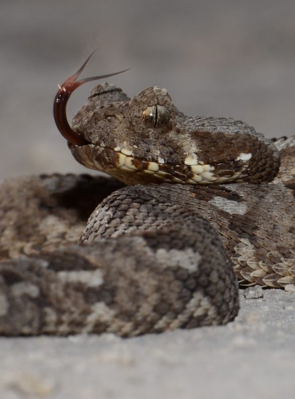 Albany Adder