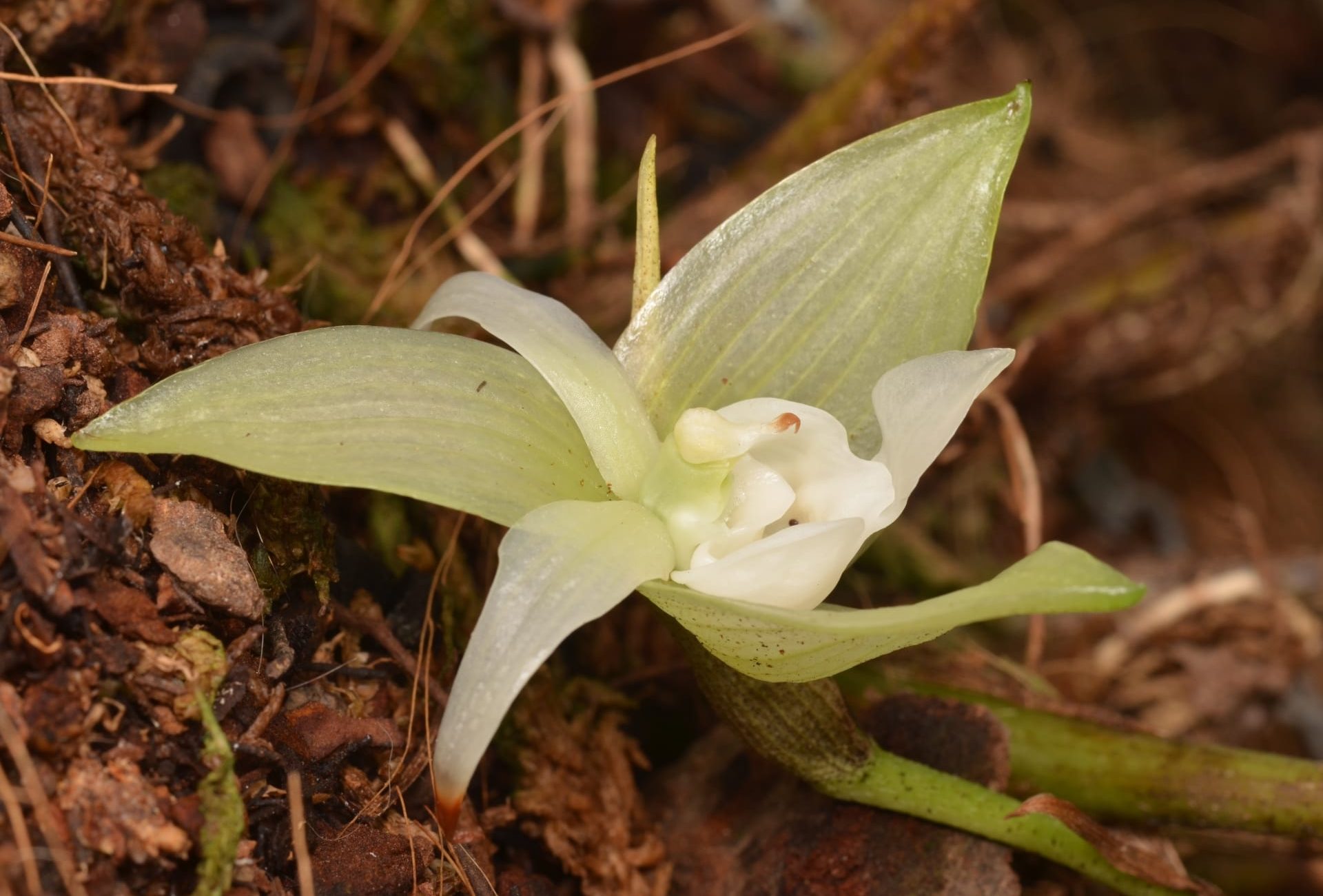 Dracula Orchid blooming on the forest floor