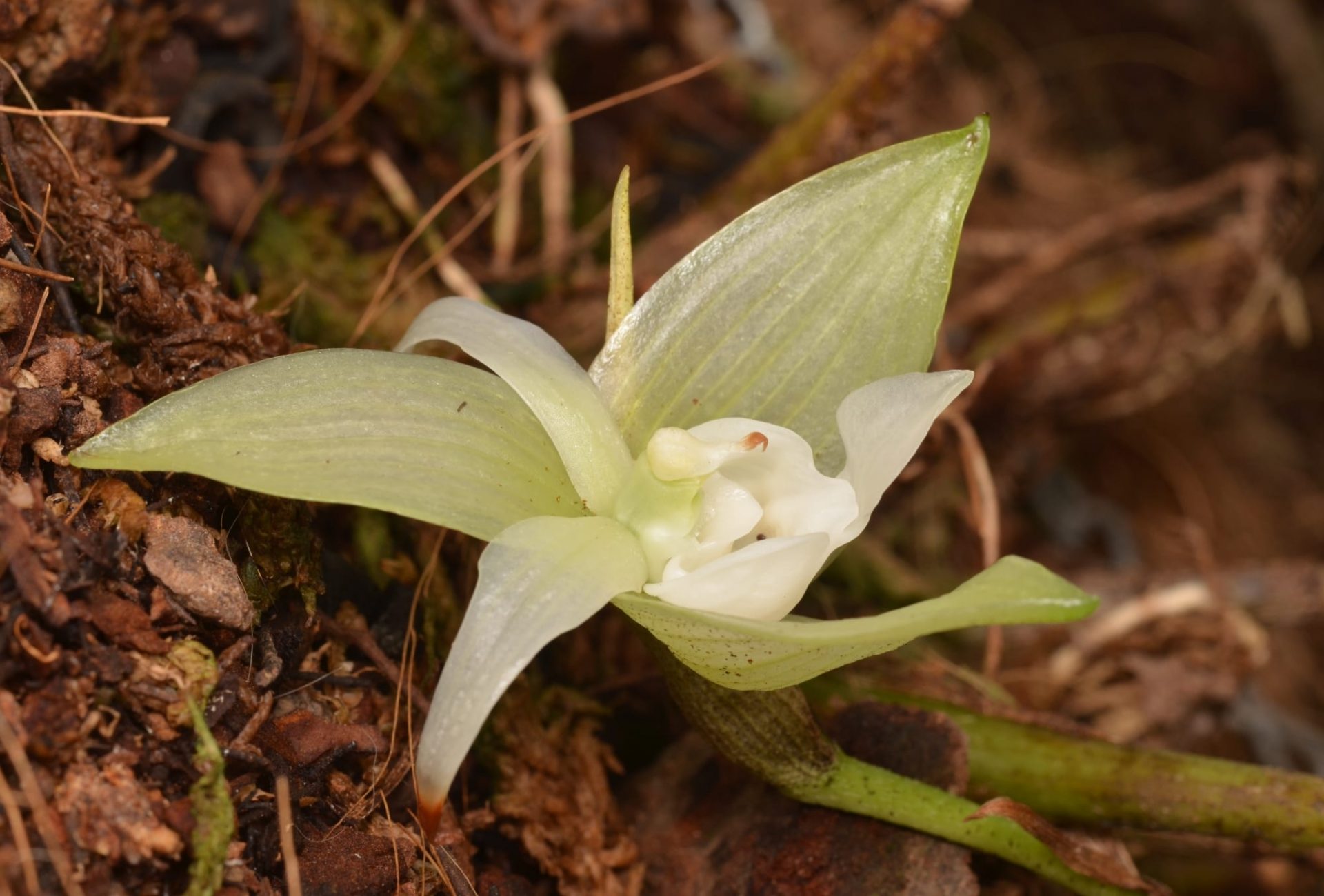 Dracula Orchid blooming on the forest floor