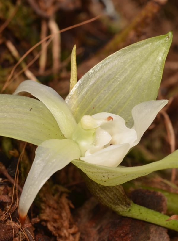 Dracula Orchid blooming on the forest floor