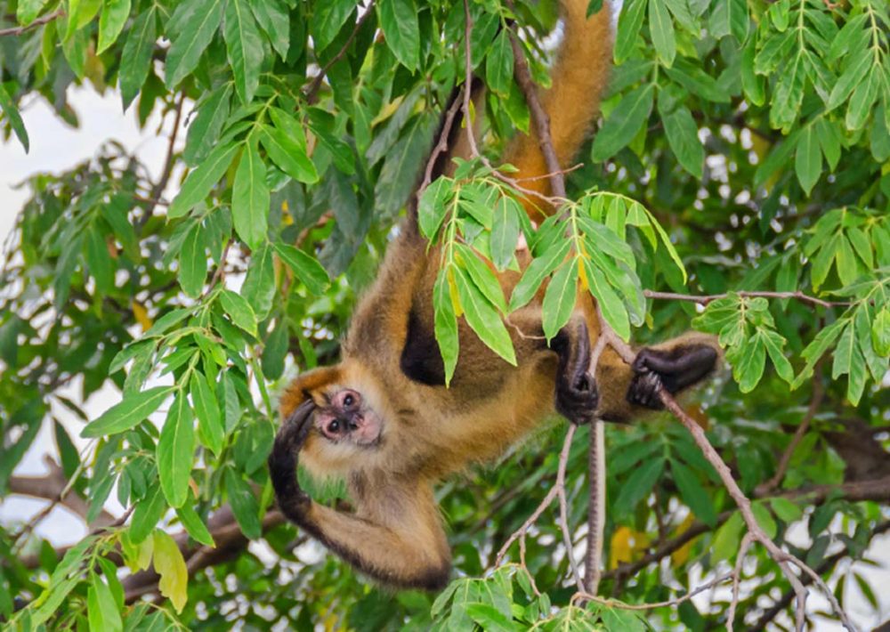 Geoffroy’s Spider Monkey