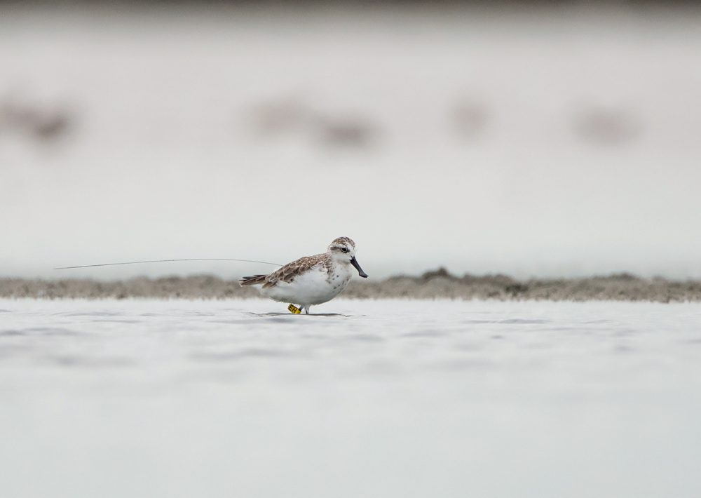 Spoon-billed Sandpiper