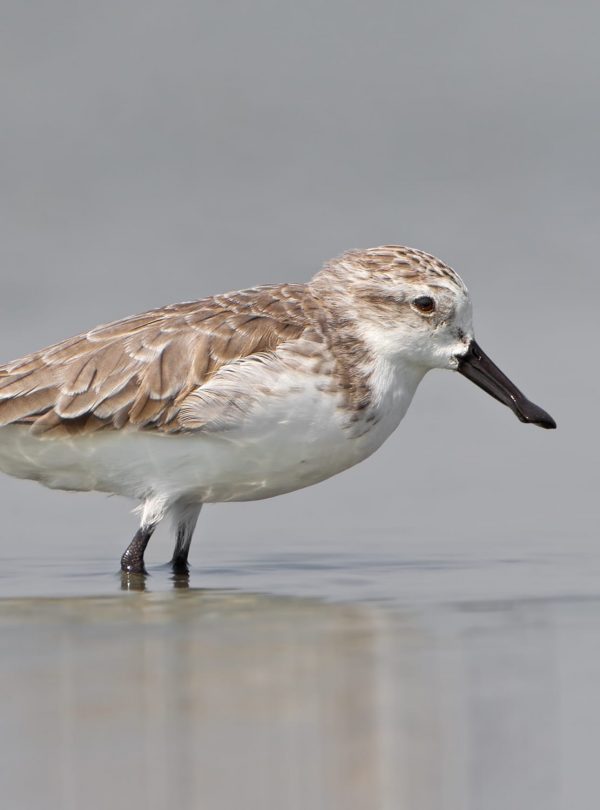 The Critically Endangered Spoon-billed Sandpiper